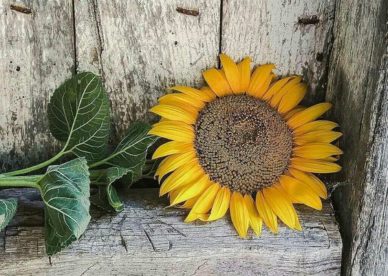 زهرة الشمس Sunflower - صور ورد وزهور Rose Flower images